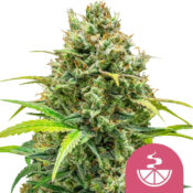 Royal Queen Seeds Lemon Skunk feminized cannabis seeds (3 Samen Packung)