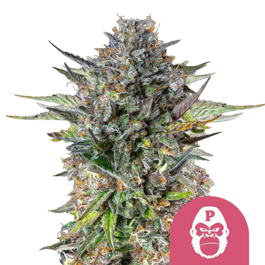 Royal Queen Seeds Pink Gorilla feminized cannabis seeds (5 Samen Packung)