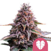 Royal Queen Seeds Pink Minst feminized cannabis seeds (3 Samen Packung)