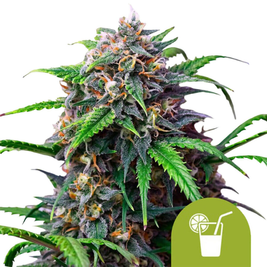 Royal Queen Seeds Purple Lemonade Auto autoflowering cannabis seeds (3 Samen Packung)