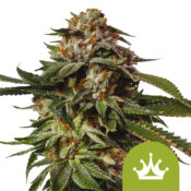 Royal Queen Seeds Special Queen 1 Auto autoflowering cannabis seeds (3 Samen Packung)