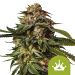 Royal Queen Seeds Special Queen 1 Auto autoflowering cannabis seeds (5 Samen Packung)