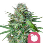 Royal Queen Seeds Tangie feminized cannabis seeds (5 Samen Packung)