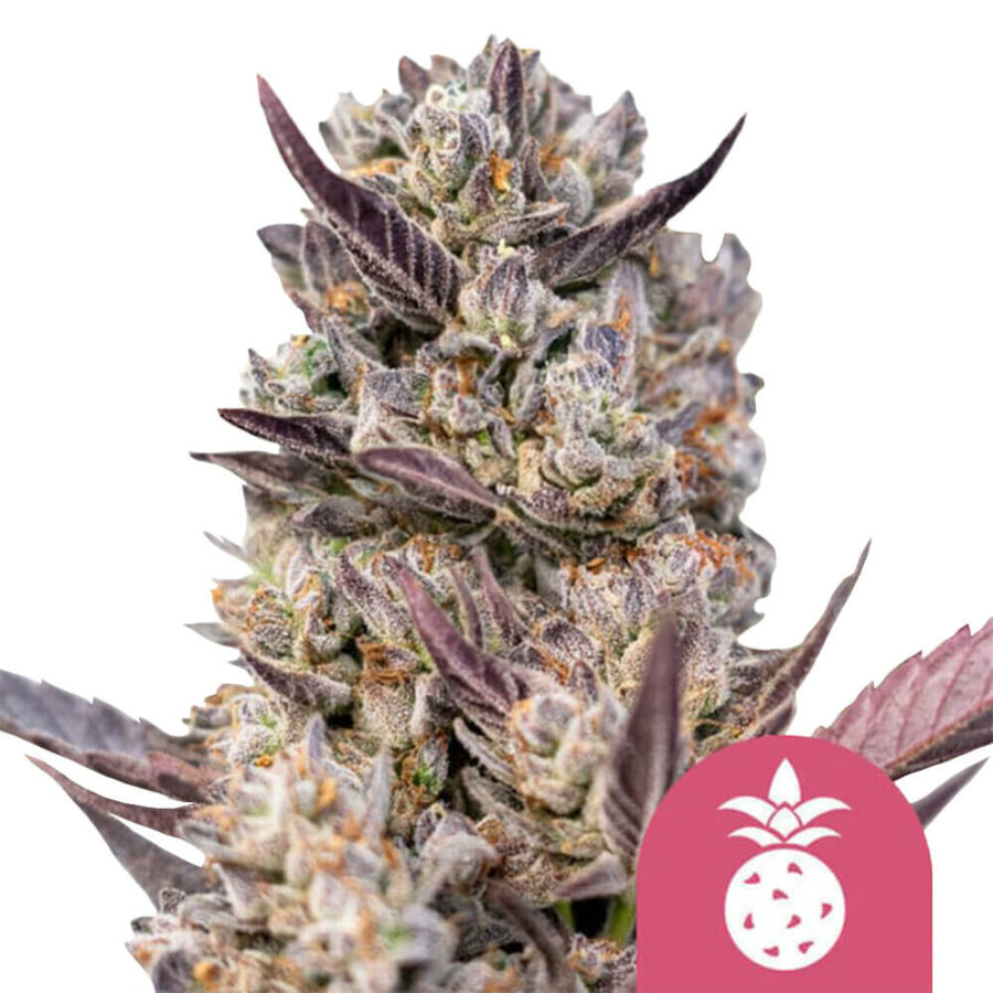 Royal Queen Seeds Tropicana Cookies Purple   feminized cannabis seeds (3 Samen Packung)