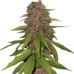 Fast Buds - C4 Automatic (5 Samen/Packung) X5Lu x2Q