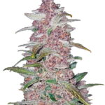Fast Buds - Blackberry Automatic (5 Samen/Packung) n2DbQJDg 1