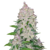 Fast Buds - Stardawg Automatic (3 Samen Packung)