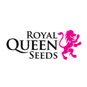Royal Queen Seeds Stress Killer Automatic CBD cannabis seeds (3 Samen Packung)