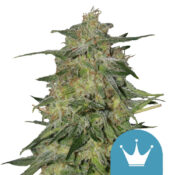 Royal Queen Seeds Royal Highness CBD cannabis seeds (5 Samen Packung)