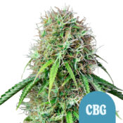 Royal Queen Seeds Royal CBG autoflowering cannabis seeds (3 Samen Packung)